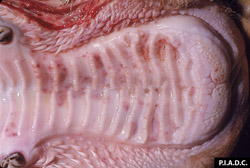 Rinderpest: Bovine, hard palate. The mucosa contains many small, coalescing, pale to dark red erosions or foci of necrosis.