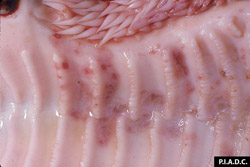 Rinderpest: Bovine, hard palate. Palate erosion. 