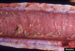 Peste Bovina: Bovino, tráquea. La mucosa esta hiperémica y cubierta con abundante exudado mucopurulento. 