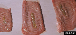 Peste Bovina: Bovino, ilion. Las placas de Peyer están deprimidas y cubiertas por exudado fibrino-necrótico.