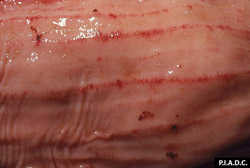 Peste Bovina: Bovino, colon. Hay muchas petequias en la cresta de los pliegues de la mucosa, y existen varios coágulos de sangre pequeños sobre la superficie de la mucosa.