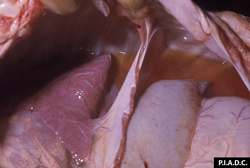 Fiebre del Valle del Rift: Ovino, feto. Tanto la cavidad pleural como la cavidad peritoneal contienen excesivo liquido claro, color rojo-amarillento.