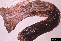 Fiebre del Valle del Rift: Ovino, colon. En la mucosa se observa una hemorragia severa, localizada y extensa.  