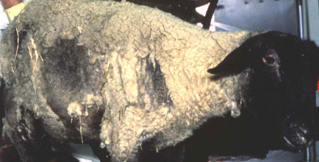 scrapie: Sheep, whole body. Alopecia due to trauma that is secondary to scrapie.