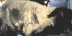 Scrapie: Sheep, whole body. Alopecia due to trauma that is secondary to scrapie.