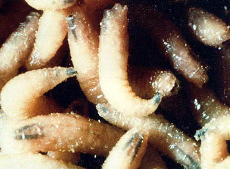 screwworm-myiasis: Gusano barrenador. Larvas en tercer estadío tienen tubos traqueales negros (oscuros). 