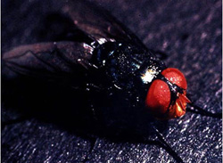 Screwworm Myiasis: Screwworm fly. The head of the adult fly is red-orange.