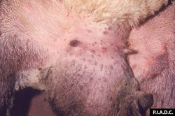Sheep and Goat Pox: Sheep, scrotum. There are multiple papules on the scrotum and adjacent inguinal skin.