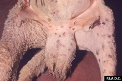 Sheep and Goat Pox: Sheep, scrotum and inguinal skin. There are multple red brown papules. There are two hemorrhagic ulcers on the medial aspect of the stifle.