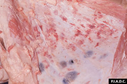 Sheep and Goat Pox: Sheep, subcutis. There are numerous hemorrhages, and several dark red round foci of hemorrhage and necrosis (beneath cutaneous pox).