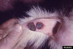 Sheep and Goat Pox: Goat. Two pox on the ventral tail have dessicated, dark red, undermined (necrotic and sloughing) centers.