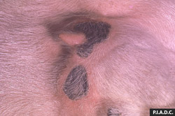 Clavelée et variole caprine: Chèvre, pis. La peau présente deux foyers nécrotiques nettement délimités (variole subaiguë).