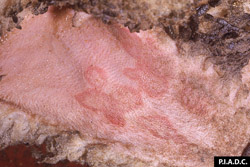 Sheep and Goat Pox: Sheep, skin. Several coalescing pox have pale tan (necrotic) centers.