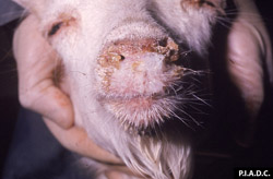 Clavelée et variole caprine: Chèvre. Un épais exsudat nasal abondant recouvre le museau et obstrue partiellement les narines.