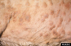 Viruela Ovina y Caprina: Caprino, piel. Hay múltiples pápulas (viruela) coalescentes que frecuentemente tienen centros secos marrón-claro (necrosis).