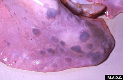 Sheep and Goat Pox: Small ruminant, lung. There are multiple red-brown consolidated foci (multifocal pneumonia).