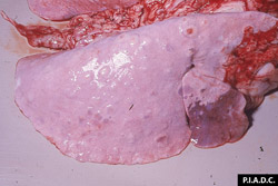 Clavelée et variole caprine: Petits ruminants,  poumon. De nombreux nodules brun pâle à brun rouge (foyers de consolidation), légèrement surélevés, sont dispersés dans tout le poumon; la consolidation rouge-brun, étendue localement au niveau cranio-ventral est probablement une bronchopneumonie bactérienne secondaire.