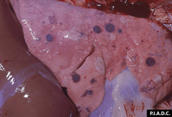 Clavelée et variole caprine: Petits ruminants,  poumon. Multiples foyers de consolidation distincts, ronds, rouge-brun (pneumonie).