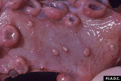 Clavelée et variole caprine: Petits ruminants,  utérus. L'endomètre contient plusieurs papules orangées (varioles) au milieu des caroncules.