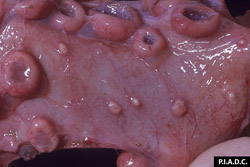 Sheep and Goat Pox: Small ruminant, uterus. The endometrium contains several tan papules (pox) among the caruncles.