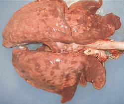 Gripe Porcina: Cerdo, pulmones. Ambos pulmones se encuentran no colapsados.
Hay consolidación difusa amarronada de los lóbulos craneales y consolidación lobular multifocal de los lóbulos caudales, consistentes con neumonía bronco-intersticial.