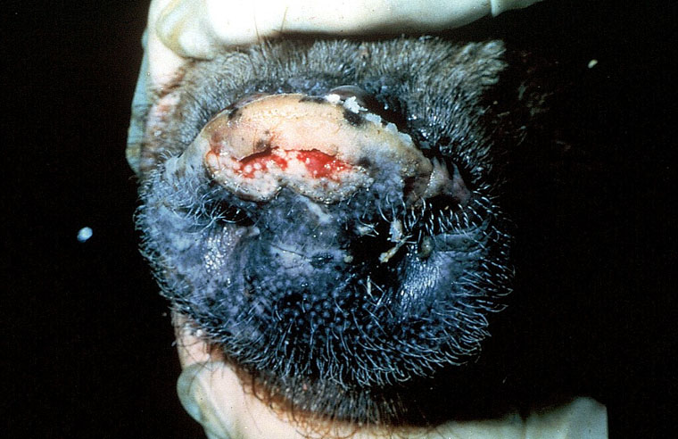 swine-vesicular-disease: Pig, skin. There is a deep ulcer on the dorsum of the snout.