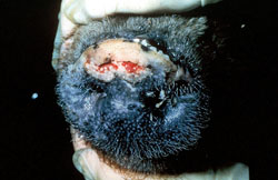 Swine Vesicular Disease: Pig, skin. There is a deep ulcer on the dorsum of the snout.