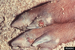 Swine Vesicular Disease: Pig, feet. There are multiple large erosions/ulcers of the coronary bands.
