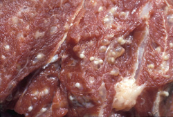 <i>Taenia</i>: Pig, skeletal muscle (shoulder). Shoulder musculature contains numerous cysticerci (Cysticercus cellulosae, larval form of Taenia
solium). Each cyst contains a single inverted scolex.