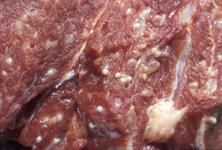 <i>Taenia</i>: Pig, skeletal muscle (shoulder). Shoulder musculature contains numerous cysticerci (Cysticercus cellulosae, larval form of Taenia
solium). Each cyst contains a single inverted scolex.