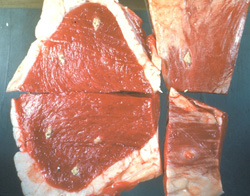 <i>Taenia</i>: Bovine, skeletal muscle and heart. Both heart and skeletal muscle contain low numbers of cysticerci. (Cysticercus bovis, larval form of Taenia saginata). Cysticerci have undergone necrosis and mineralization, and consist of discrete collections of amorphous, friable material. 