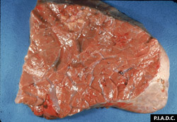Teileriosis: Bovino, pulmón. El tejido pulmonar tiene una coloración marrón-claro a marrón-oscuro. Los lóbulos no están colapsados y tienen una consistencia elástica (neumonía intersticial)