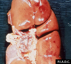 Teileriosis: Bovino, riñón. Hay múltiples petequias en la superficie de la corteza. El ganglio linfático cerca del hilio esta marcadamente agrandado. 