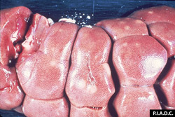 Theileriosis: Bovine, kidney. The multiple pale foci on the cortical surface are lymphoid infiltrates.