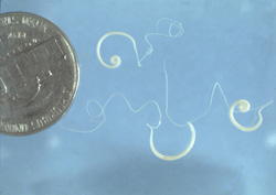 Trichuriasis: Trichuris vulpis. The cranial portion of the adult whipworm is thin and filamentous.