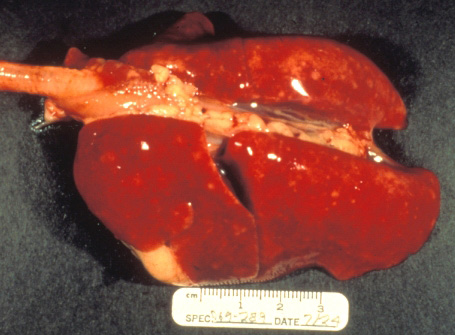 toxoplasmosis: Cat, lungs. All lung lobes are noncollapsed, reddened and contain disseminated pinpoint to 2 mm diameter pale foci (interstitial pneumonia).