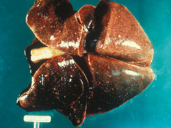 Toxoplasmosis: Dog, lungs. Diffuse white miliary pulmonary lesions due to Toxoplasma gondii. 