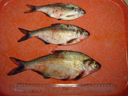 Septicemia Hemorrágica Viral: Pez. La superficie externa del pez (sábalo molleja) contiene numerosas hemorragias equimóticas. 