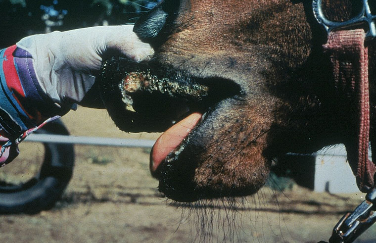 vesicular-stomatitis: Equino, boca. Erosión extensa en la unión muco-cutanea del labio.  
