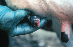 Vesicular Stomatitis: Bovine, skin. The distal teat is severely eroded and hemorrhagic. 