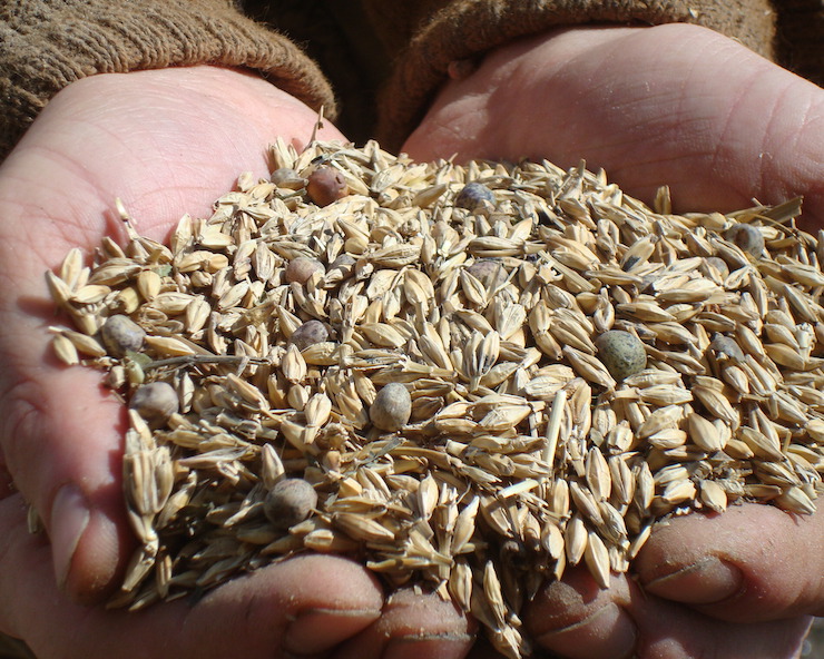Close up of hands holding organic feed