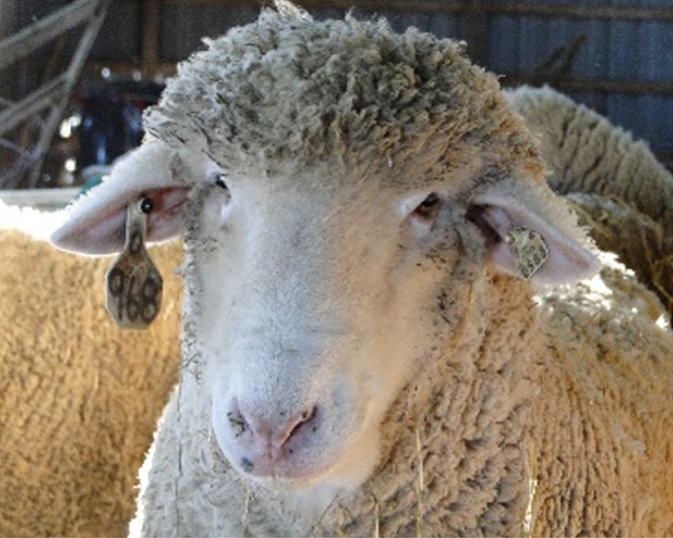 Sheep with ear tags