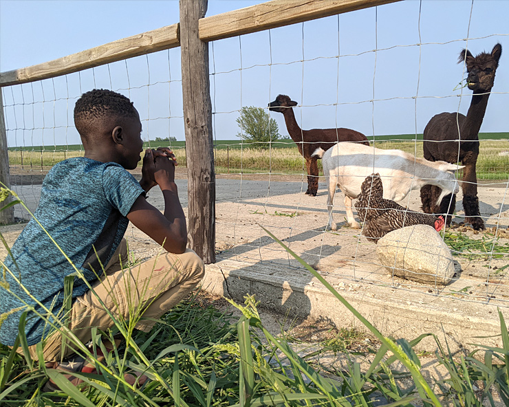 A child safely interacts with farm animals through a fence