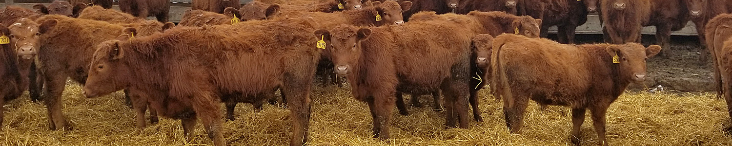 Beef cows