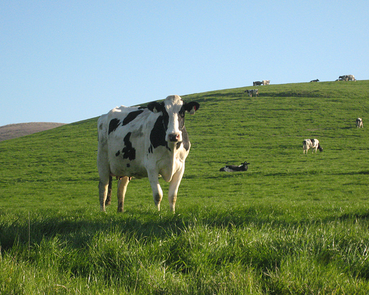 Holstein cow on green pasture