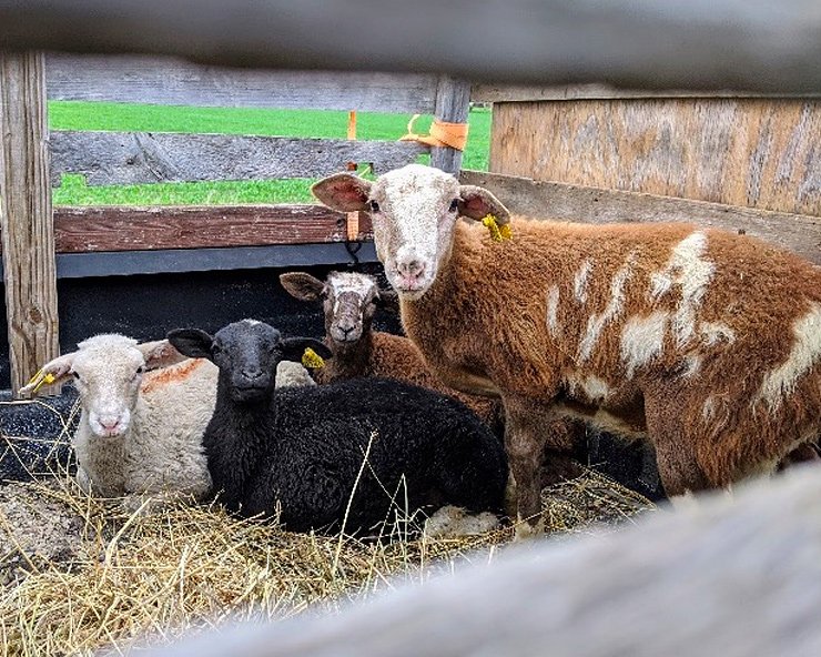 Enclosure in a barn with 4 sheep