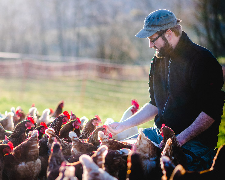 Man feeding a flock of chickens