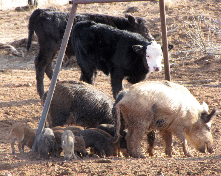 Feral swine sow with piglets near beef calves