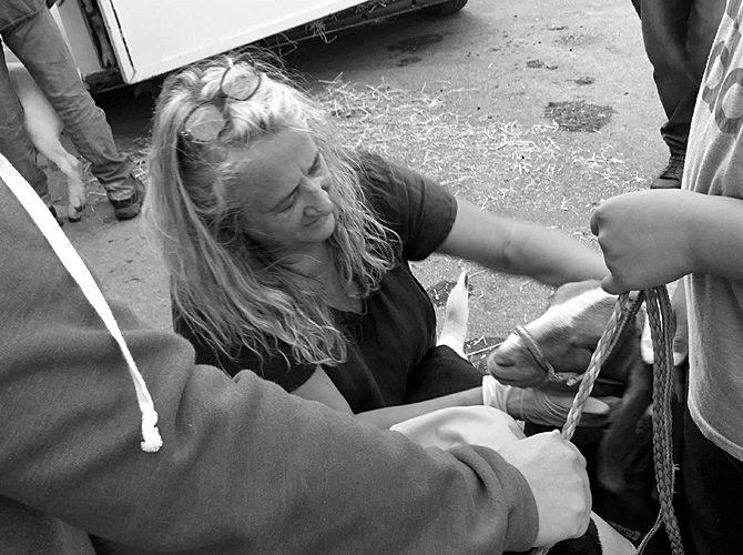 Dr. Katie Steneroden examining a goat