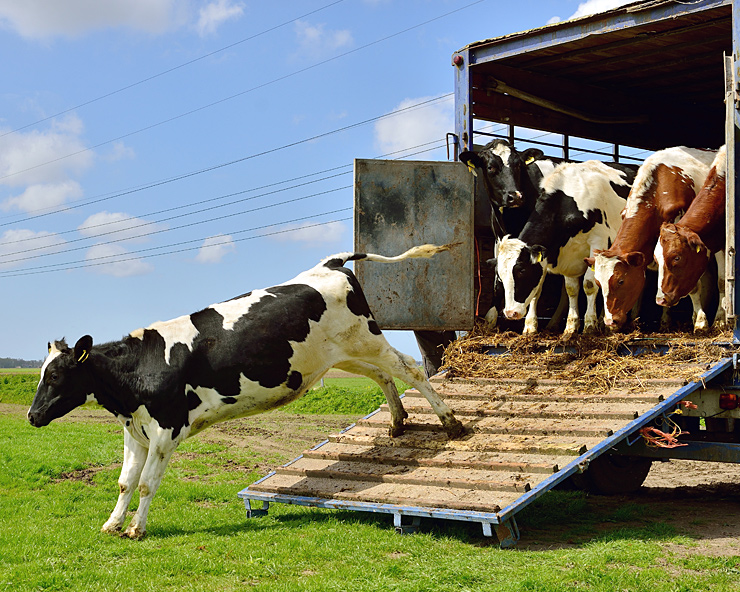 Cows unloading from a trailer